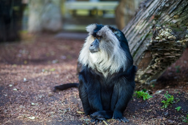 Zakończenie portret Wanderu makaka małpy obsiadanie na ziemi przy zoo