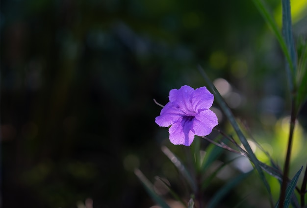 Zakończenie Purpurowi Kwiaty Up Na Pięknym Bokeh Tle