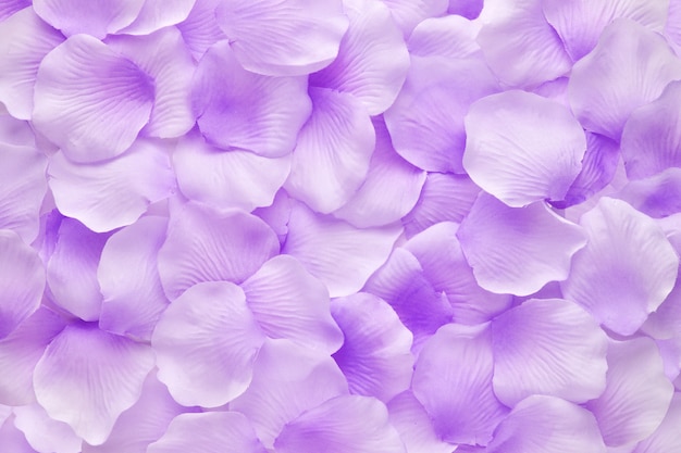 Zakończenie purpurowi płatki fiołkowi kwiaty
