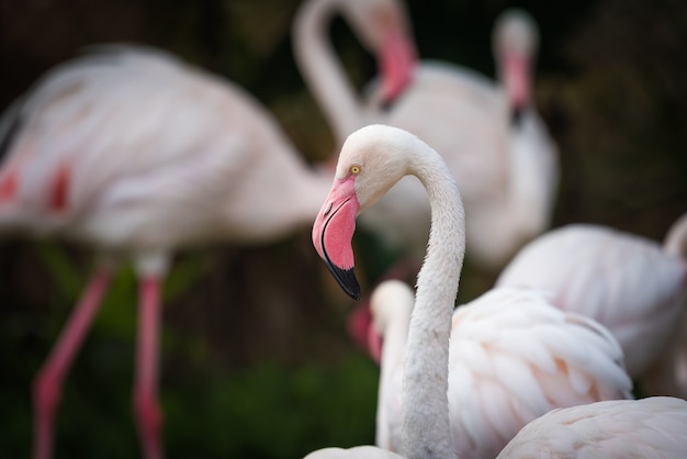 Zakończenie różowy flaming w zoo up