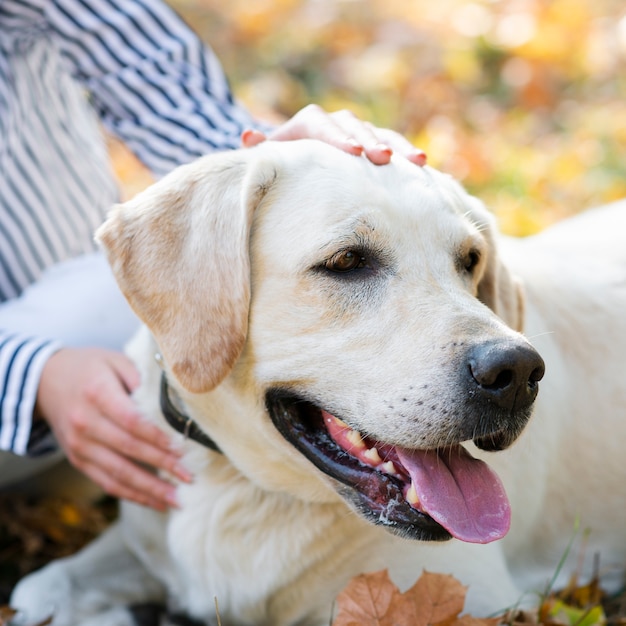 Zakończenie śliczny labrador w parku