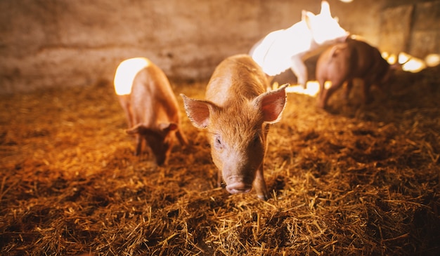 Zakończenie świnia Bawić Się W Chlewie. Grupa świń.