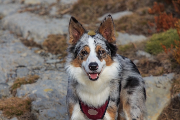 Zakończenie tricolor Border collie pies w górach