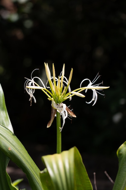 Zakończenie Up Crinum Lelui Lub Przylądka Lelui Kwiat W Ogródzie