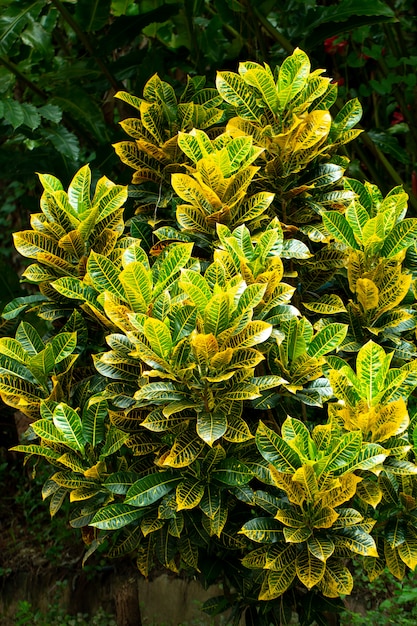 Zakończenie up Croton lub różnobarwny laurowy kolor żółty zieleń liść liście roślina w ogrodowym zewnętrznym projekcie