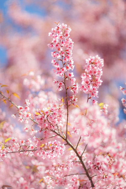 Zakończenie up Czereśniowego okwitnięcia kwiat podczas Hanami festiwalu