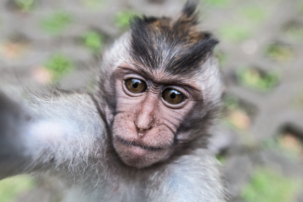 Zdjęcie zakończenie up dziecko małpa w małpim lesie ubud, bali, indonezja