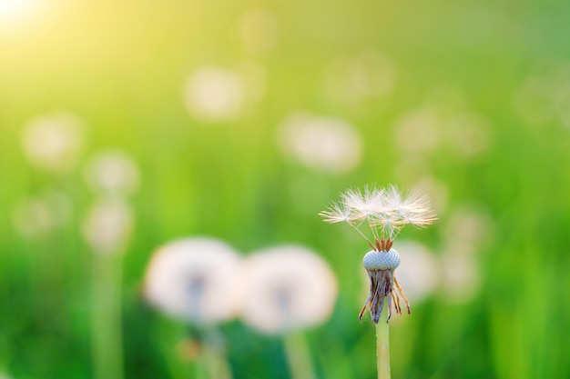 Zakończenie widok dandelion, blowball przeciw zmierzchowi.