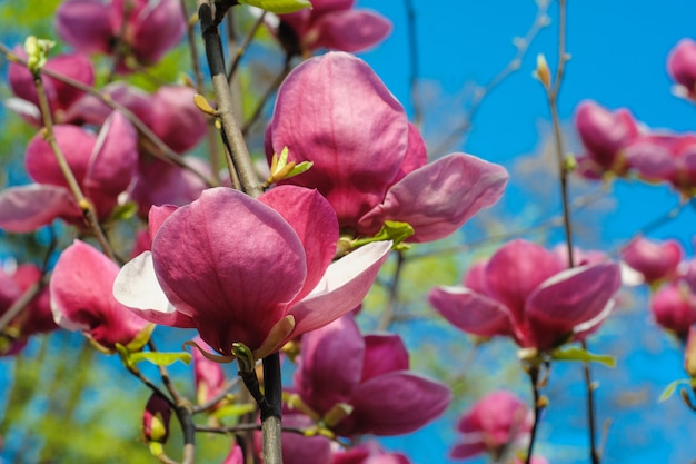 Zakończenie widok purpurowa kwitnąca magnolia w wiosna ogródzie botanicznym
