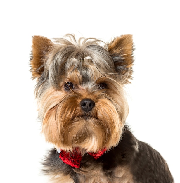 Zakończenie Yorkshire Terrier pies odizolowywający na bielu