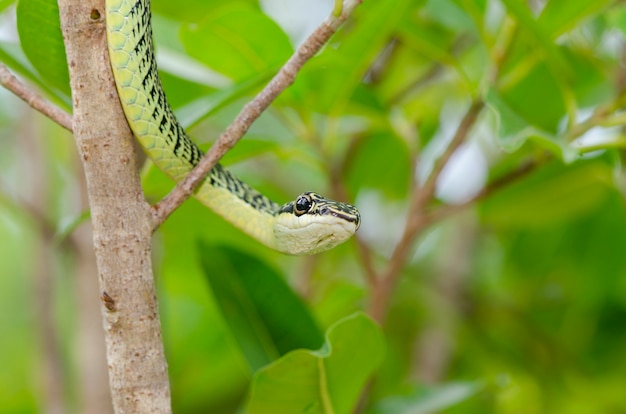 Zakończenie zielony mamba wąż na drzewie, tropikalny las, Tajlandia