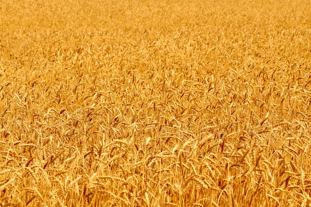 Zdjęcie zakończenie złoci pszeniczni kolce na pogodnym lecie rozjaśnia dzień