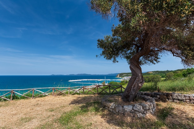 Zakrzywiona pochylona sosna na wzgórzu nad małym nadmorskim śródziemnomorskim miasteczkiem w Grecji