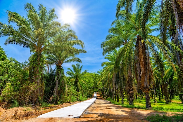 Zakurzona droga przez plantację palm i dżunglę Than Bok Khorani