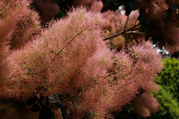 Zdjęcie zakwitła skóra skumpia pink smoky tree