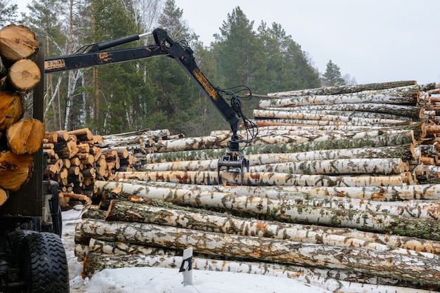 Zdjęcie załadunek kłód brzozowych na pojazdy specjalne. zbiór drewna w zimie. przemysł drzewny.
