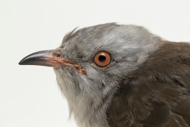 Żałosny ptak kukułka Cacomantis merulinus na białym tle