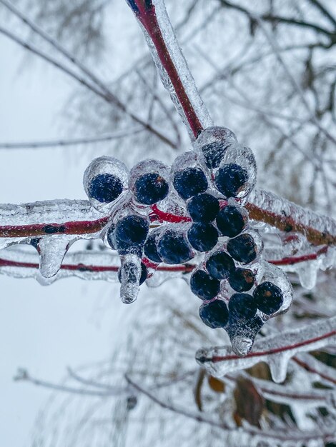 zamarznięta gałąź pokryta lodem po burzy śnieżnej kopiuj przestrzeń