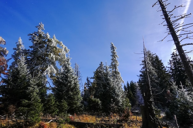 Zamarznięte drzewa w słońcu z błękitnym niebem jesienią podczas chodzenia