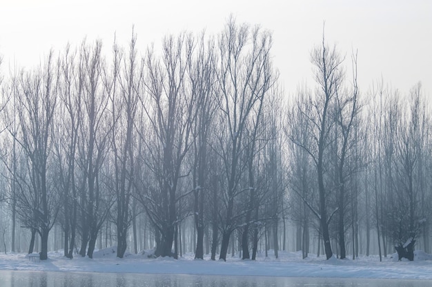 Zamarznięte jezioro w lesie. zimowe jezioro pod śniegiem