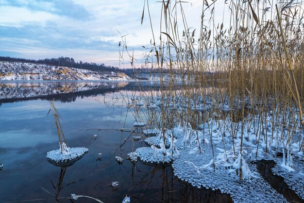 Zamarznięte lodowe wzory wody w trzcinowych krzakach na brzegu zbiornika