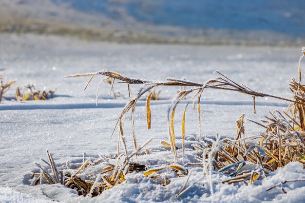 Zamarznięte Suche Rośliny Na Brzegu Rzeki Na Tle Błyszczącego śniegu W Słoneczny Zimowy Dzień. Przyroda Zimą