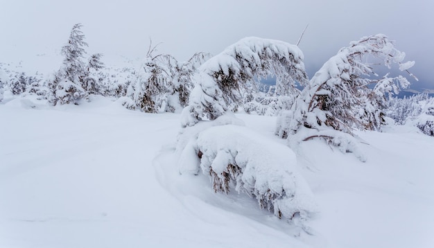 Zamarznięty, pokryty śniegiem las jodłowy po opadach śniegu i szarym niebie we mgle w zimowy dzień Karpaty Ukraina