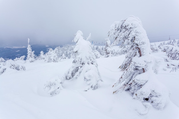 Zamarznięty, pokryty śniegiem las jodłowy po opadach śniegu i szarym niebie we mgle w zimowy dzień Karpaty Ukraina
