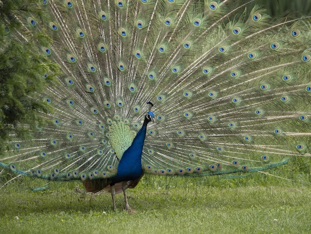 Zamek Eggenberg Graz Austria Peacock otwarte koło