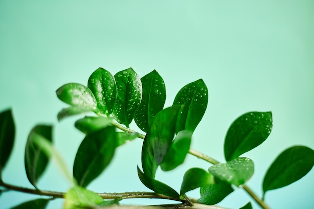 Zamioculcas Zamiifolia Roślina Na Zielonym Tle Domowa Roślina Z Zielonymi Liśćmi Koncepcja Domowego Ogrodnictwa Klejnot Zanzibaru Zz Roślina Zuzu Roślina Aroid Palma Wieczność Roślina Lub Szmaragdowa Palma Kopiuj Spacexa