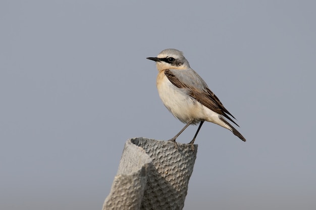 zamknąć męskiego Wheatear Północnej siedzi na kamieniu