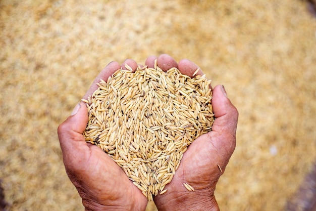 Zdjęcie zamknąć nasion ryżu jaśminu w ręce rolnika na tle niełuskanego