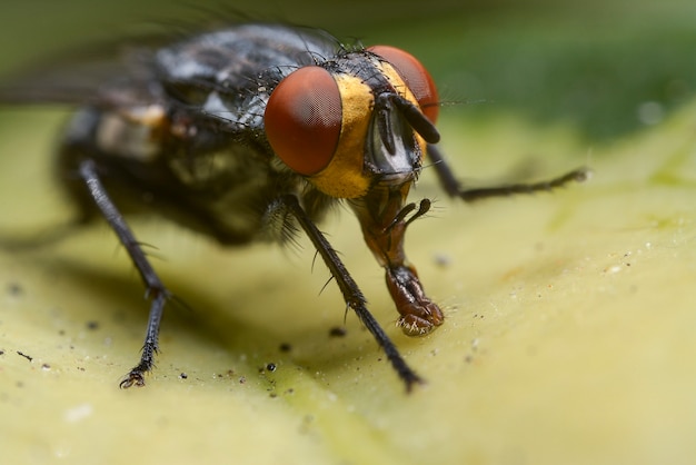 Zdjęcie zamknąć w locie na liściu, fotografia makro