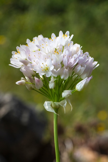 Zamknąć widok kwiat Rosy czosnku (Allium roseum).