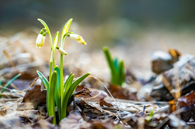 Zamknąć Widok Małych świeżych Kwiatów Przebiśniegów Rosnących Wśród Suchych Liści W Lesie