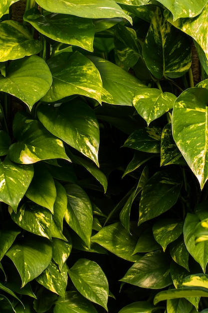 Zamknąć widok zakładu domu pothos (Epipremnum aureum).