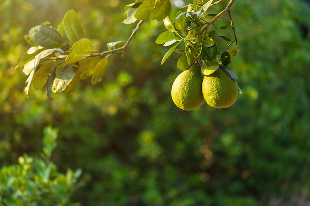 Zamknąć zielone cytryny rosną na drzewie cytrynowym
