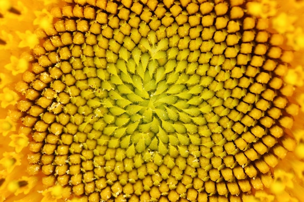 Zamknięta Tekstura Wyjątkowego Pyłku Słonecznika