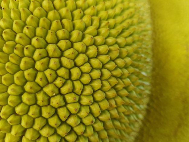 zamknięta zielona skóra jackfruit