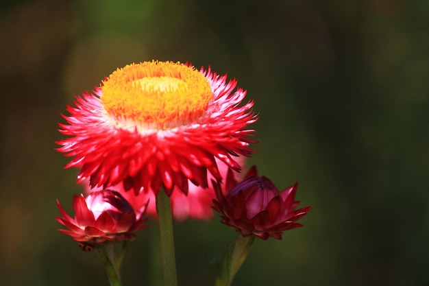 Zamknięte kwitnące Helichrysum bracteatum Willdflowers lub kwiat słomy, wieczne kwiaty w naturalnym świetle słonecznym