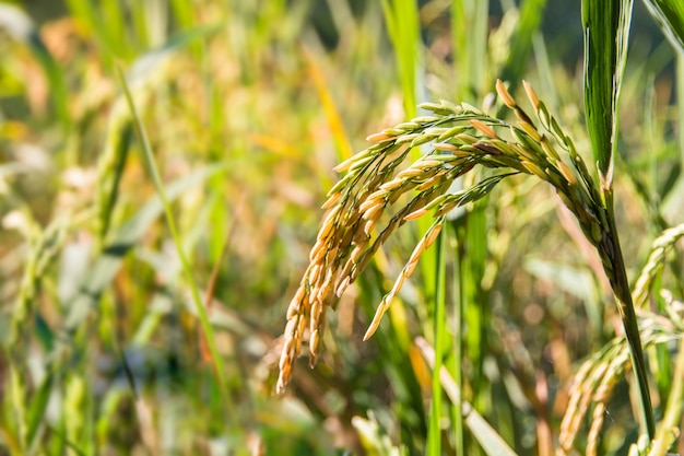 Zamknięty dojrzewania ryż w ryżowym polu z słońca światłem, ryż w organicznie ryżu polu