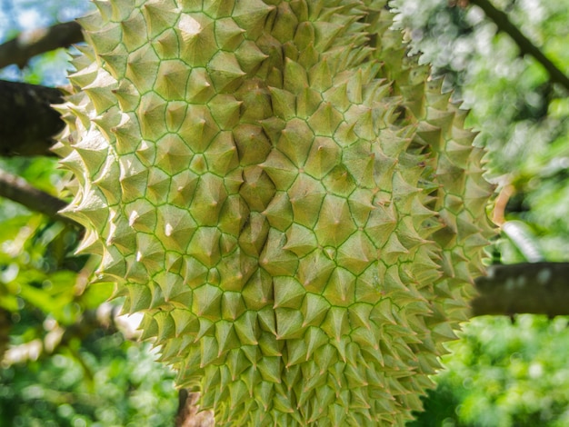 Zamknięty Durian Na Drzewach W Ogrodzie.