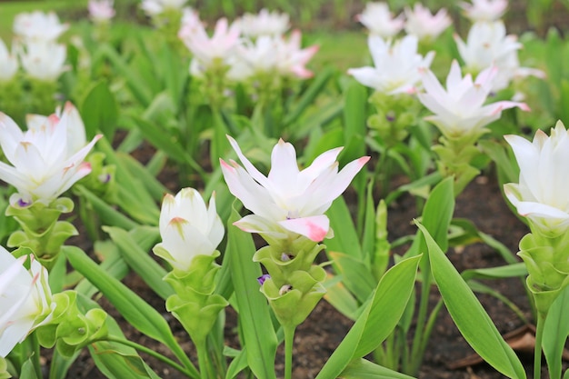 Zamknięty kwitnący biały Krachai kwiat w lato ogródzie (Siam tulipan)