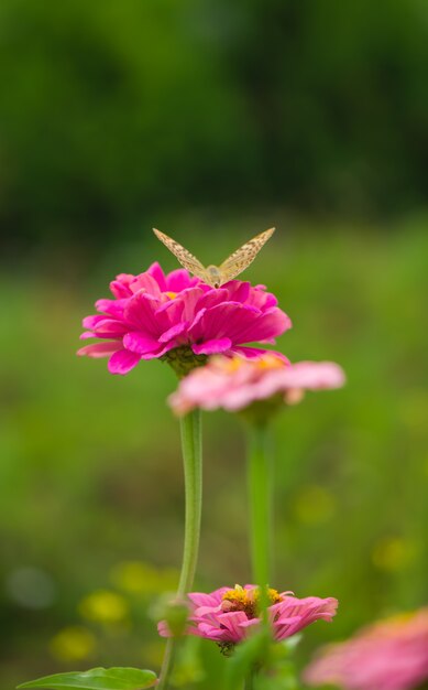 Zdjęcie zamknięty motyl na kwiatku -blur kwiat powierzchni.