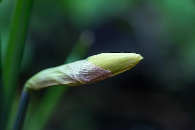 Zamknięty pączek kwiatu żonkila na ciemnozielonym tle w wiosennej makrofotografii