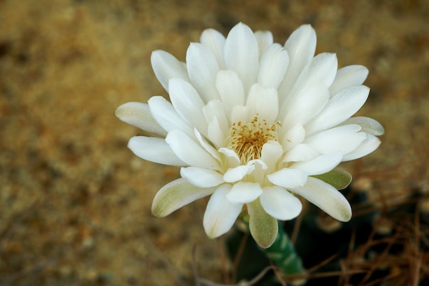 Zamknij biały kwiat kaktusa gymnocalycium mihanovichii w ogrodzie