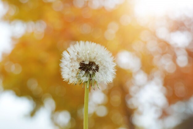 Zamknij Dandelion Przeciw Naturze Bokeh