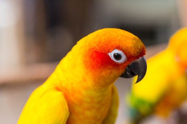 Zamknij głowę i mysz Sun Parakeet lub Sun Conure żółty i pomarańczowy ptak papuga