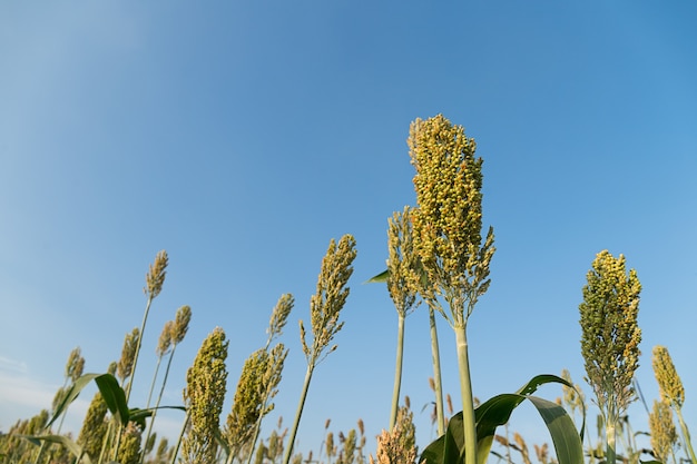 Zamknij Pole Sorgo Lub Proso, Ważne Upraw Zbóż