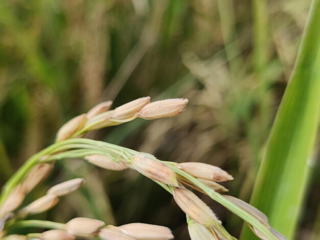 Zamknij ryż lub Oryza sativa, powszechnie znany jako ryż azjatycki.